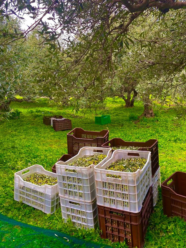 ÉDAFOS PDO Extra Virgin Greek Olive Oil - 500ml Bottle ÉDAFOS PDO Extra Virgin Greek Olive Oil - 500ml Bottle